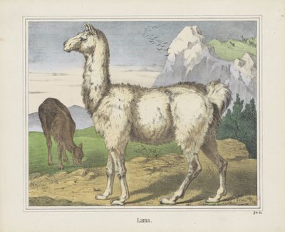 Lama (tittel på objekt) av firma Joseph Scholz
