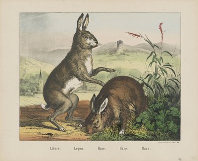 Haren. / Spedalskhet. / Det er ikke. / Hare. / Haas (tittel på objekt) av firma Joseph Scholz