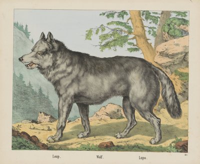 Loup. / Ulv. / Lupo (tittel på objekt) av firma Joseph Scholz