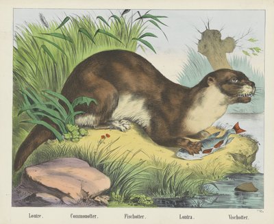 Loutre. / Commonotter. / Fischotter. / Lontra. / Vischotter (tittel på objekt) av firma Joseph Scholz