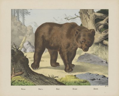 Eller noe. / Vårt. / Bær. / Bjørn. / Øl (tittel på objekt) av firma Joseph Scholz