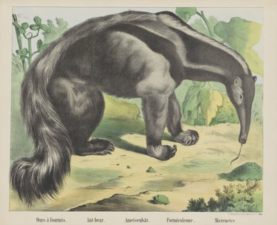Vår à antmis. / Myrbjørn. / Maurbjørn. / Formicoleone. / Sea eater (tittel på objekt) av firma Joseph Scholz