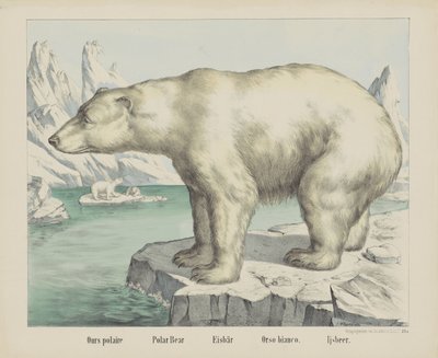 Vår polaire / isbjørn / Eisbär / Orso bianco. / Ijsbeer (tittel på objekt) av firma Joseph Scholz