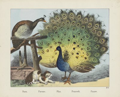 Paon. / Pavone. / Pfau. / Påfugl. / Paauw (tittel på objekt) av firma Joseph Scholz