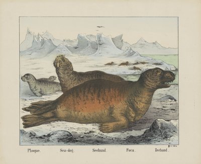 Phoque. / Sjø hund. / Seehund. / Foca. / Segl (tittel på objekt) av firma Joseph Scholz