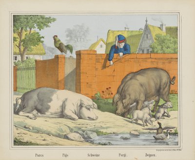Svinekjøtt / griser / Schweine / Porgi. / Boars (tittel på objekt) av firma Joseph Scholz