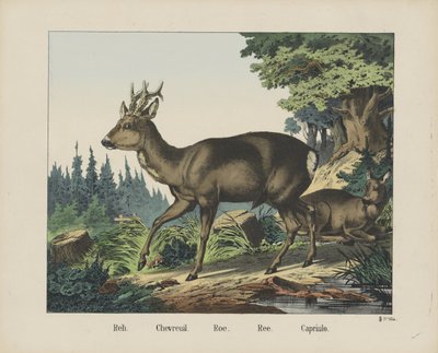 Reh. / Chevreuil. / Rogn. / Ree. / Capriulo (tittel på objekt) av firma Joseph Scholz