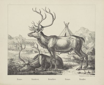Renne. / Reinsdyr. / Reinsdyr. / Løpe. / reinsdyr (tittel på objekt) av firma Joseph Scholz