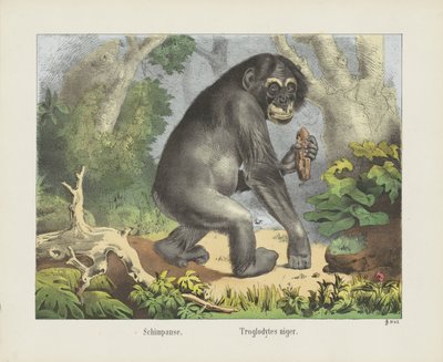 Schimpanse. / Troglodytes niger (tittel på objekt) av firma Joseph Scholz