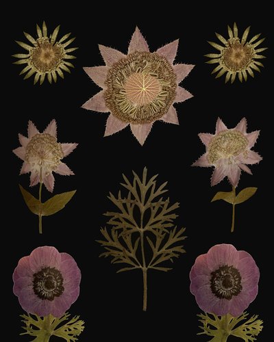  av giovanna nicolo