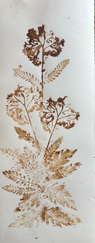 Ryllik, 2025 (valnøttblekk på papir) av jocasta shakespeare