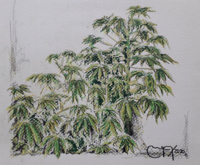 YUCA PLANT av miguelmendez_art.ve