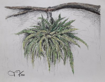 ORNAMENTAL PLANT - FERN av miguelmendez_art.ve