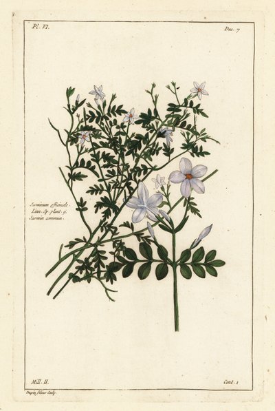 Vanlig sjasmin, Jasminum officinale, Linn av the Younger Dupin