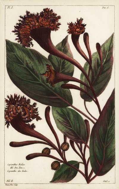 Cornucopian busk, Copianthus indica, Hil av the Younger Dupin