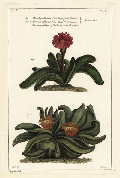 Elghornplante, Rhombophyllum dolabriforme (hatchet-leaved fiken ringblomst, Mesembryanthemum dolabriforme) av the Younger Dupin
