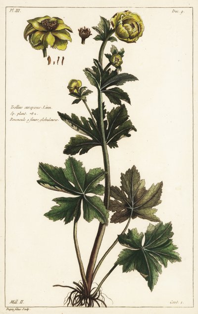 Globeflower, Trollius europaeus, Linn av the Younger Dupin