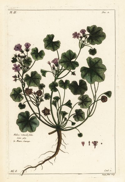 Lav malva eller rundbladet malva, Malva pusilla av the Younger Dupin