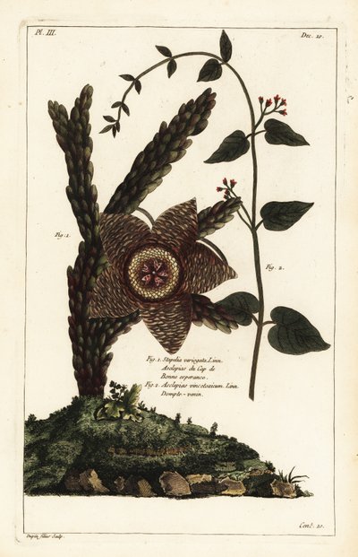 Sjøstjerneplante, Orbea variegata 1 og hvit svalurt, Vincetoxicum hirundinaria av the Younger Dupin
