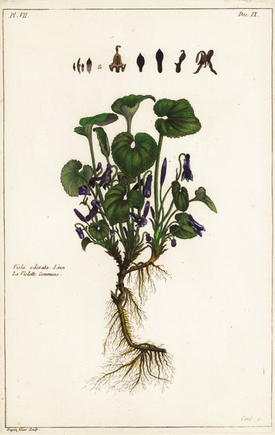 Søt fiolett, Viola odorata av the Younger Dupin