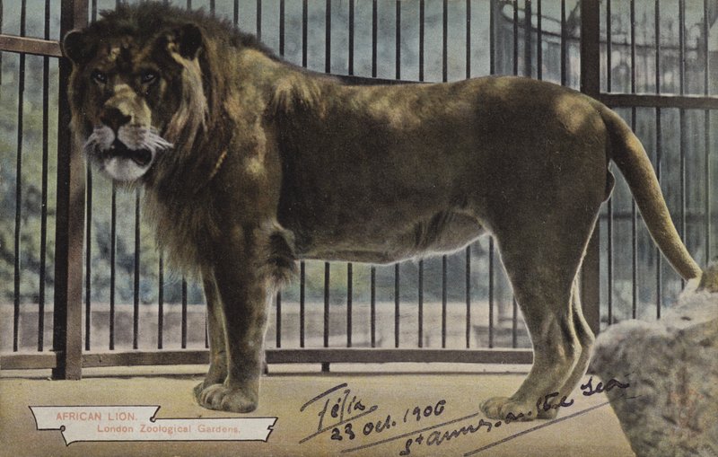African Lion, London Zoological Gardens (fargebilde) av (after) English photographer