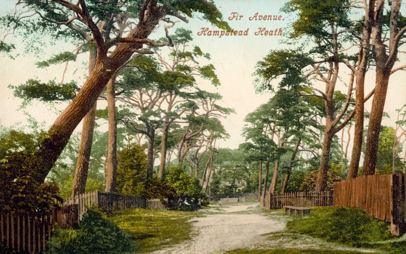 Fir Avenue, Hampstead Heath (fargebilde) av (after) English photographer