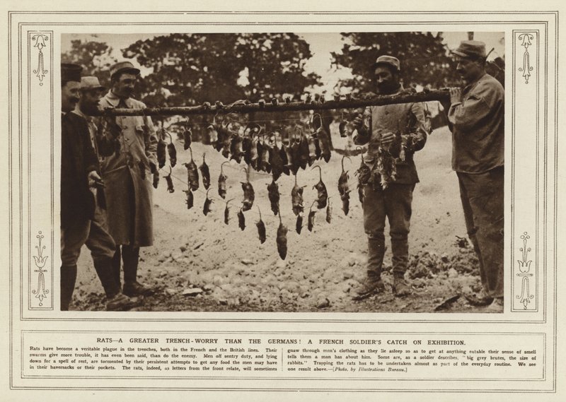 Rotter, en større grøftebekymring enn tyskerne! En fransk soldats fangst på utstilling (s/hv-bilde) av (after) English photographer