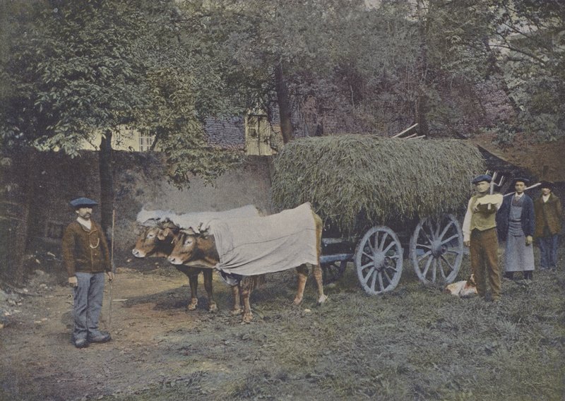 Attelag Bearnais (farget bilde) av (after) French Photographer