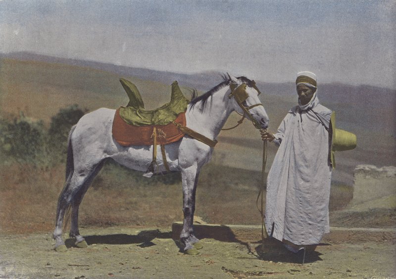Arabian Horse (farget bilde) av (after) French Photographer