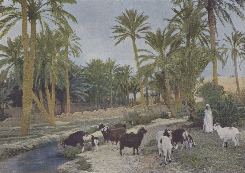 Oasis i Algerie (farget bilde) av (after) French Photographer
