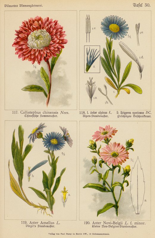 Callistephus Chinensis, Aster Alpinus, Erigeron Speciosus, Aster Amellus, Aster New-Belgia (farge litho) av (after) German School