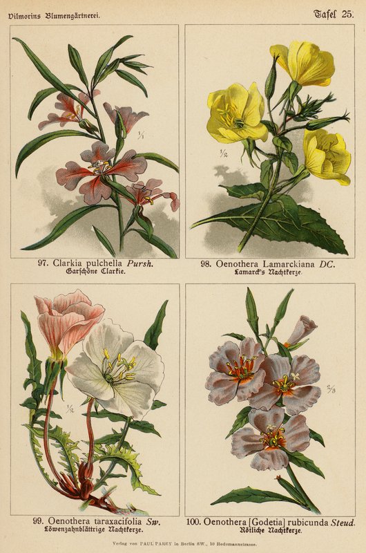 Clarkia Pulchella, Oenothera Lamarckiana, Oenothera Taraxacifolia, Oenothera (Godetia) Rubicunda (farge litho) av (after) German School