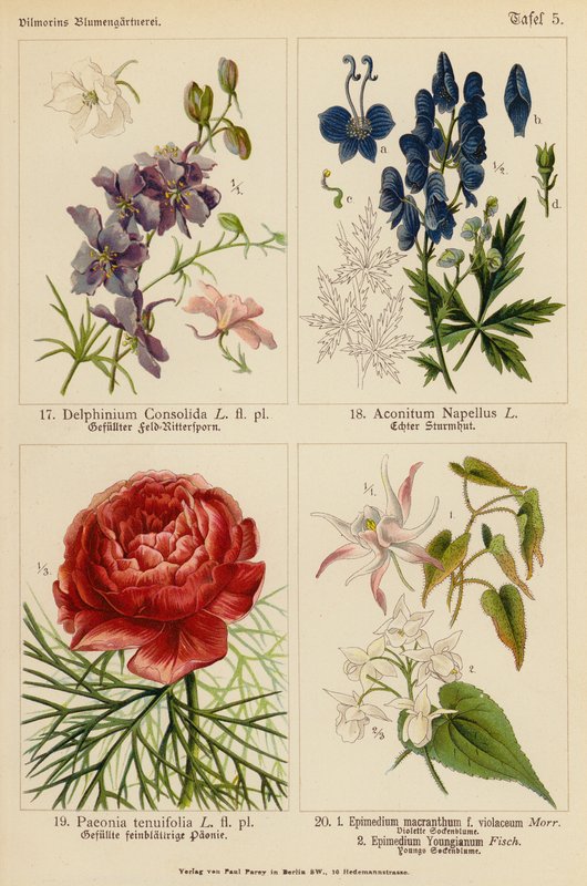 Delphinium Consolida, Aconitum Napellus, Paeonia Tenuifolia, Epimedium Macranthum F Violaceum, Epimedium Youngianum (farge litho) av (after) German School