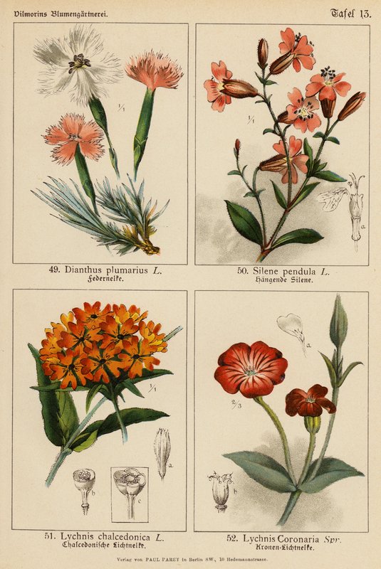 Dianthus Plumarius, Silene Pendula, Lychnis Chalcedonica, Lychnis Coronaria (farge litho) av (after) German School