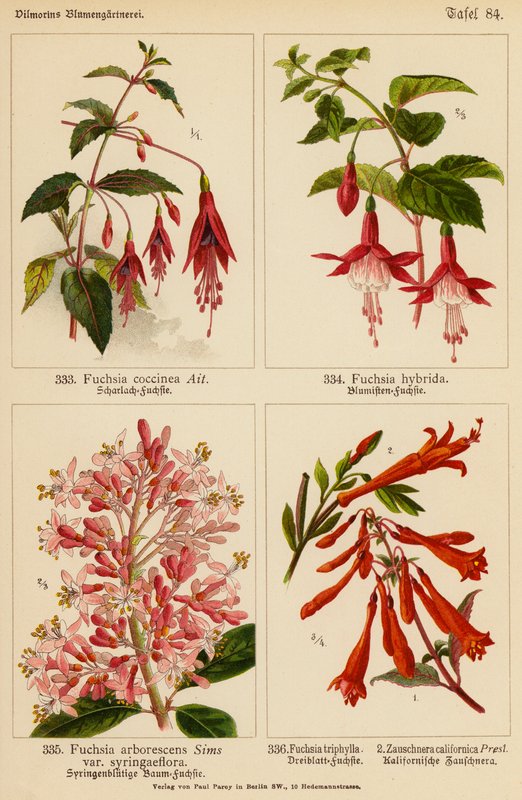 Fuchsia Coccinea, Fuchsia Hybrida, Fuchsia Arborescens, Fuchsia Triphylla, Zauschnera Californica (farge litho) av (after) German School