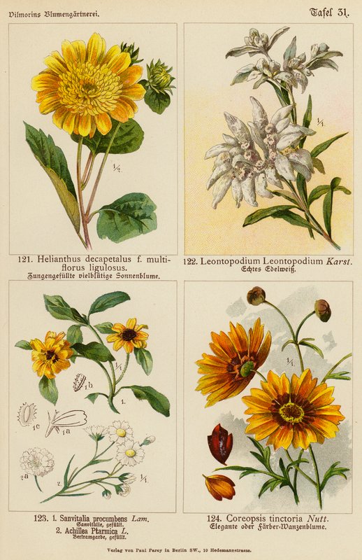 Helianthus Decapetalus, Leontopodium Leontopodium, Sanvitalia Procumbens, Achillea Ptarmica, Coreopsis Tinctoria (farge litho) av (after) German School