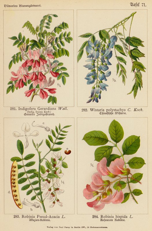 Indigofera Gerardiana, Wistaria Polystachya, Robinia Pseud-Acacia, Robinia Hispida (farge litho) av (after) German School