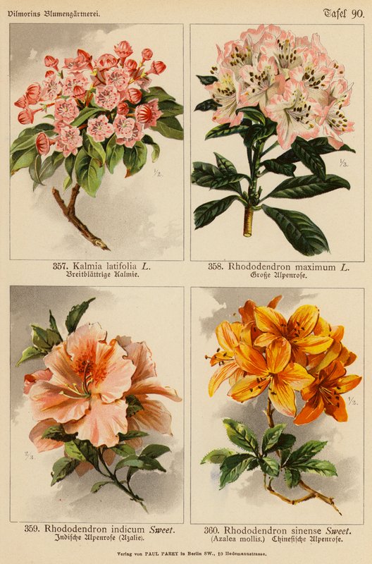 Kalmia Latifolia, Rhododendron Maximum, Rhododendron Indicum, Rhododendron Sinense (farge litho) av (after) German School