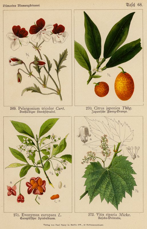 Pelargonium Tricolor, Citrus Japonica, Evonymus Europaea, Vitis Riparia (farge litho) av (after) German School
