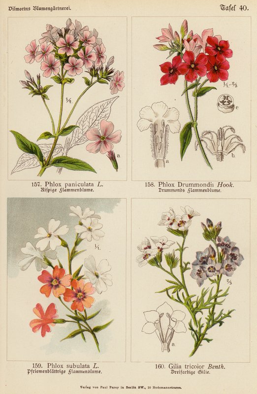 Phlox Paniculata, Phlox Drummondii, Phlox Subulata, Gilia Tricolor (farge litho) av (after) German School