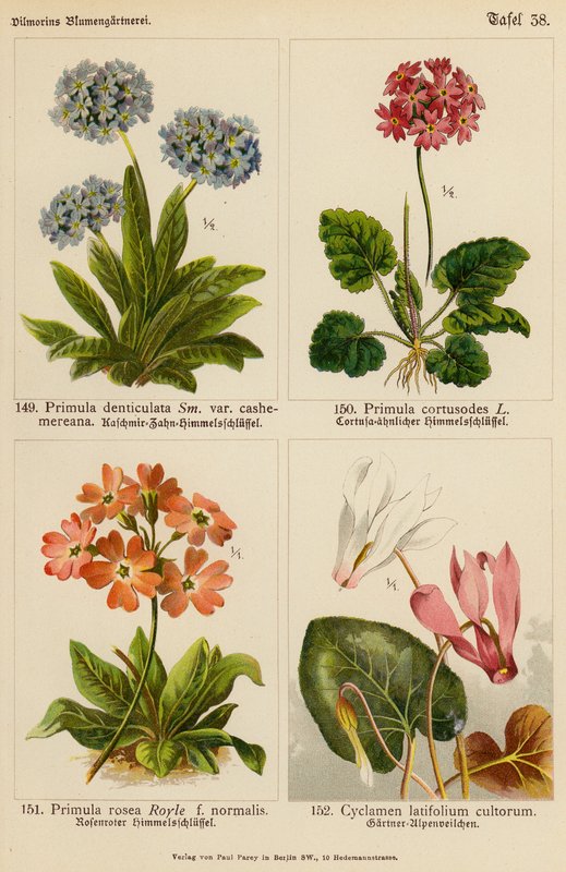 Primula Denticulata, Primula Cortusodes, Primula Rosea, Cyclamen Latifolium Cultorum (farge litho) av (after) German School