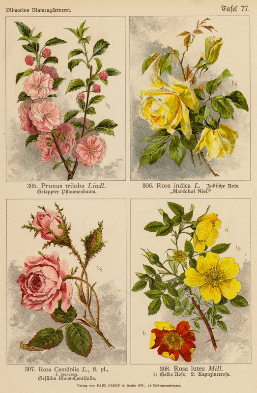 Prunus Triloba, Rosa Indica, Rosa Centifolia, Rosa Lutea (farge litho) av (after) German School
