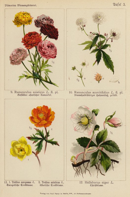 Asiatisk Ranunkel, Aconitifolius Ranunkel, Europeisk Trollius, Asiatisk Trollius, Svart Helleborus (farge litho) av (after) German School