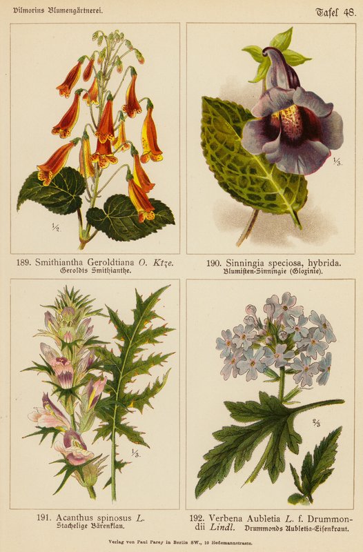 Smithiantha Geroldtiana, Sinningia Speciosa, Acanthus Spinosus, Verbena Aubletia (farge litho) av (after) German School