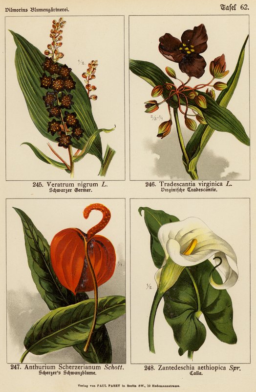Black Veratrum, Tradescantia Virginica, Anthurium Scherzerianum, Zantedeschia Aethiopica (farge litho) av (after) German School
