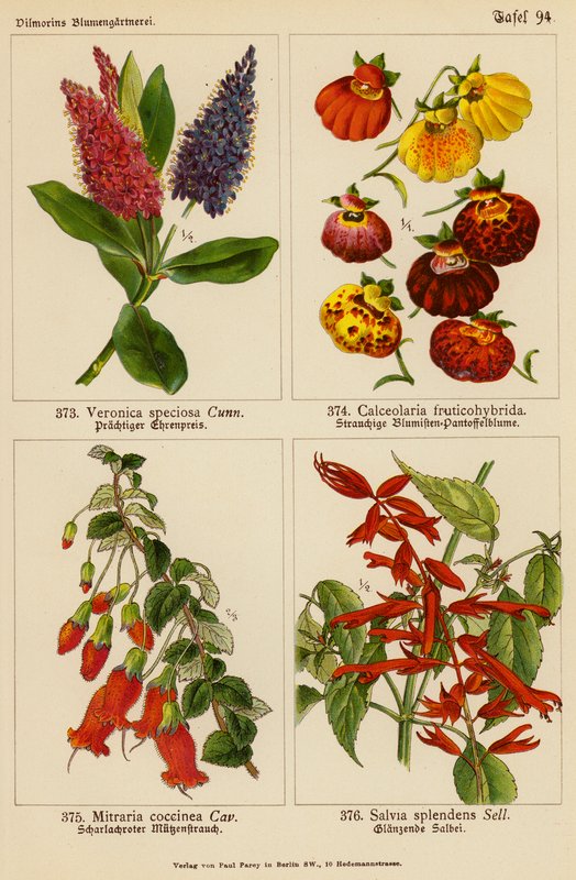 Veronica Speciosa, Calceolaria Fruticohybrida, Mitraria Coccinea, Salvia Splendens (farge litho) av (after) German School