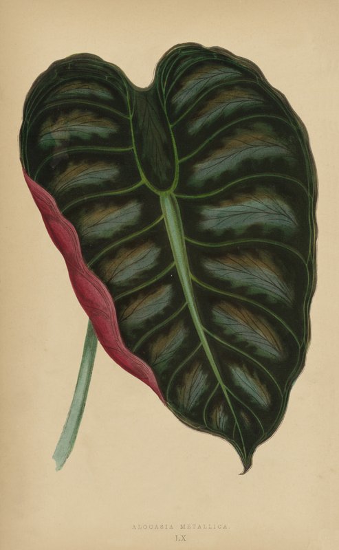 Alocasia Metallica av English School