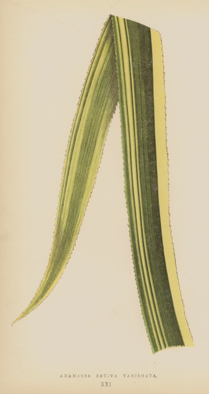 Ananassa Sativa Variegata av English School