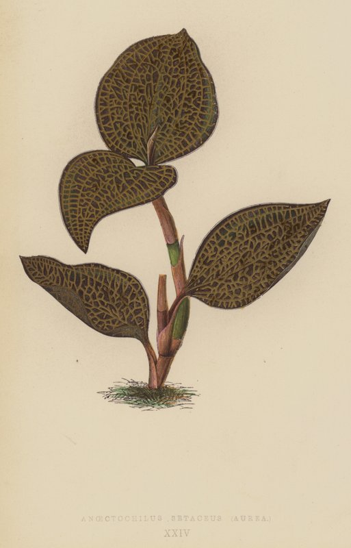 Anoectochilus Setaceus, Aurea av English School