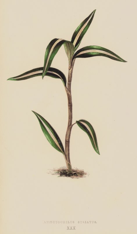 Anoectochilus Striatus av English School